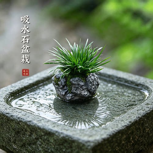 菖蒲室内桌面吸水石盆栽