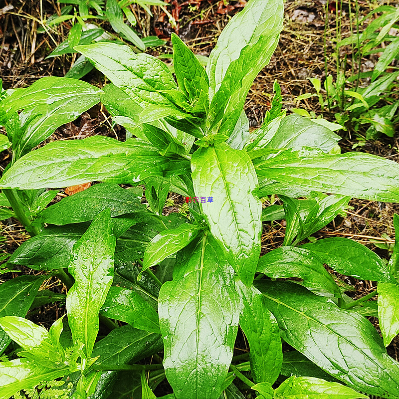 贵州现采琉璃草 倒提壶中草药材粘娘娘 盆栽绿植植物拦路虎蓝布群