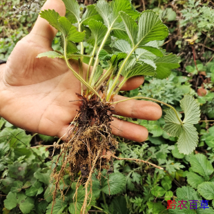 贵州野生白草莓白泡白米泡白蒙黄毛香草莓浆果地泡白地泡四季可种