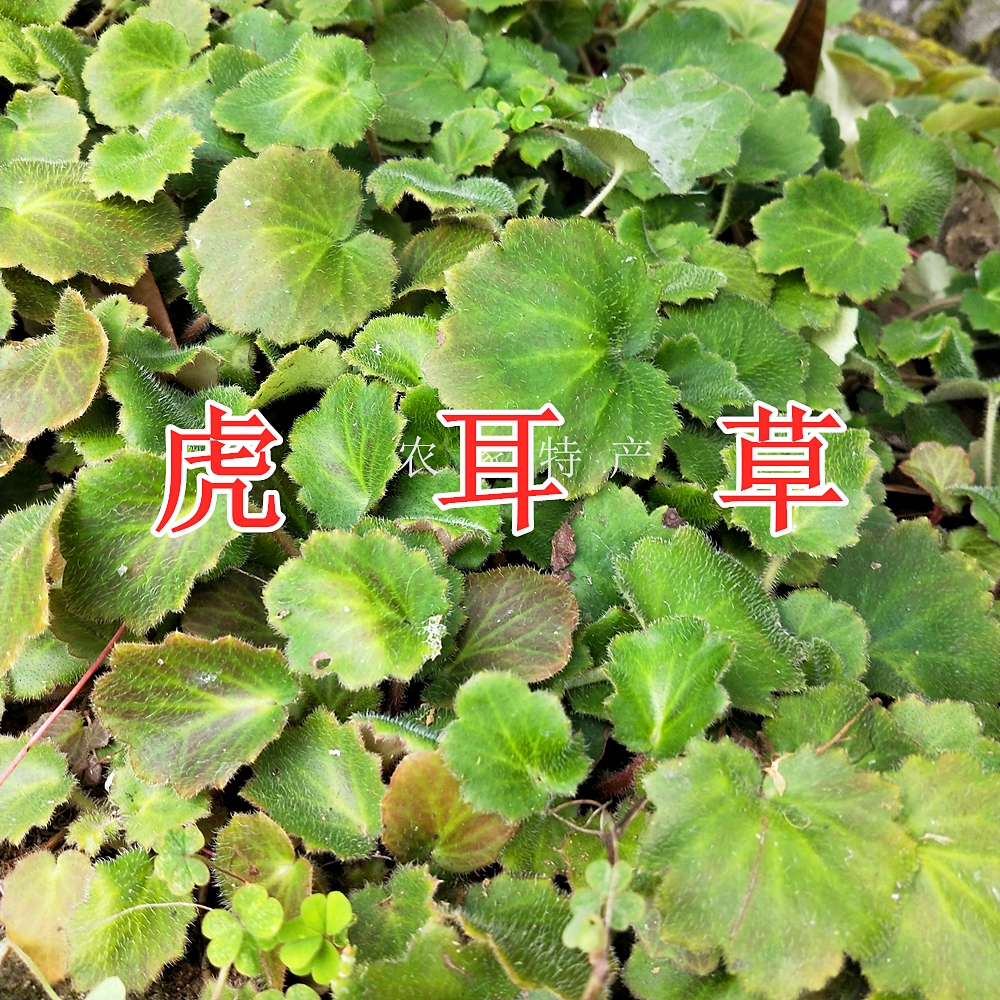 虎耳草佛耳草石荷叶石丹药猫耳朵