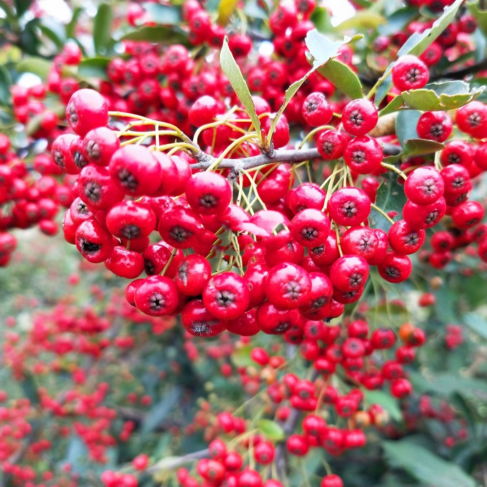 贵州新鲜火棘红子刺救军粮鸟食鸟粮野苹果火棘树鲜果火把果小鸟食