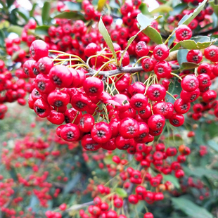 贵州新鲜火棘红子刺救军粮鸟食鸟粮野苹果火棘树鲜果火把果小鸟食