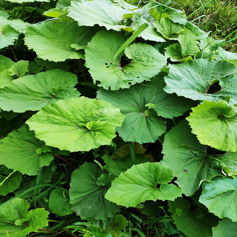 蜂斗菜花苞水钟流头中药材南瓜三七庭院阳台盆栽苗新鲜全草带根