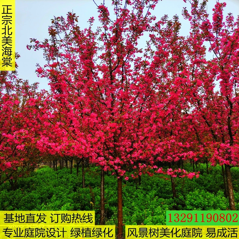 海棠树苗庭院地栽大型高杆西府北美垂丝海棠室外耐寒植物盆栽盆景