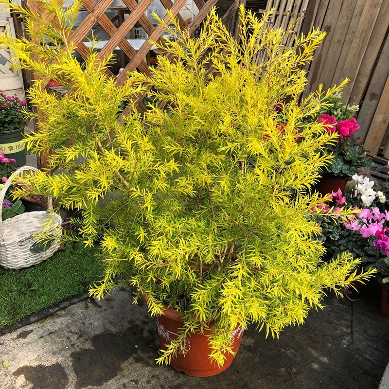 黄金香柳千层金树苗花镜植物庭院阳台多年生四季芳香植物吸甲醛树