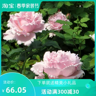 花苗四季 新品 法国玫瑰索菲罗莎大花浓香月季 开花阳台庭院耐寒抗病