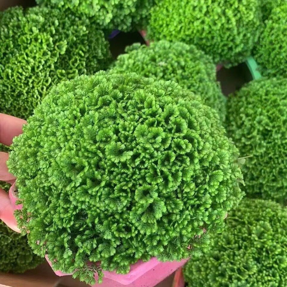 绿地球桌面绿植绿地珊瑚厥常绿蕨类植物翠云草绿地球水培盆栽植物