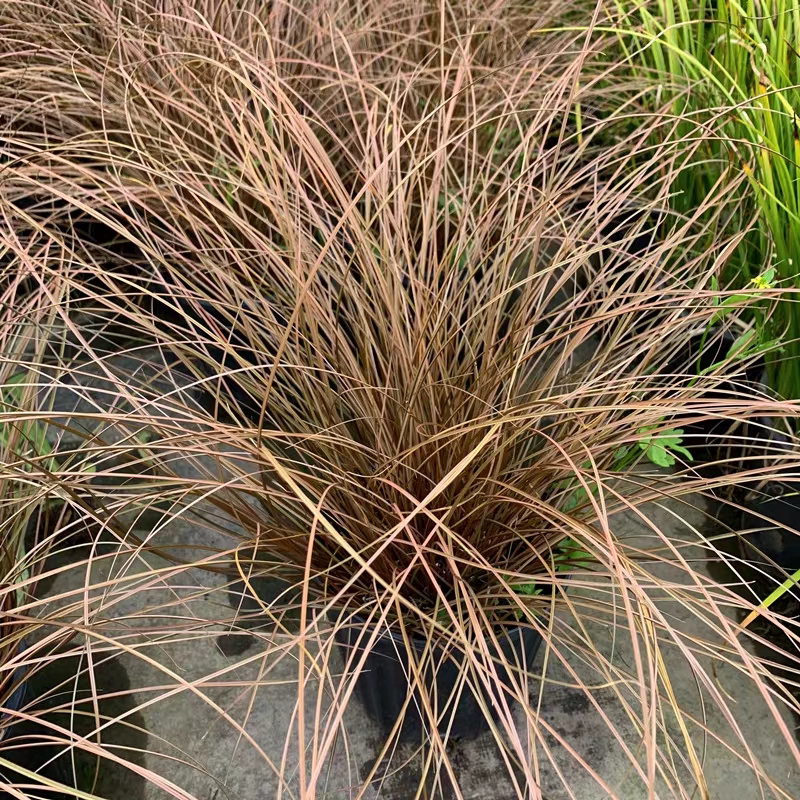 棕红苔草盆栽庭院室外进口花镜植物高级观赏草多年生耐热耐寒好养