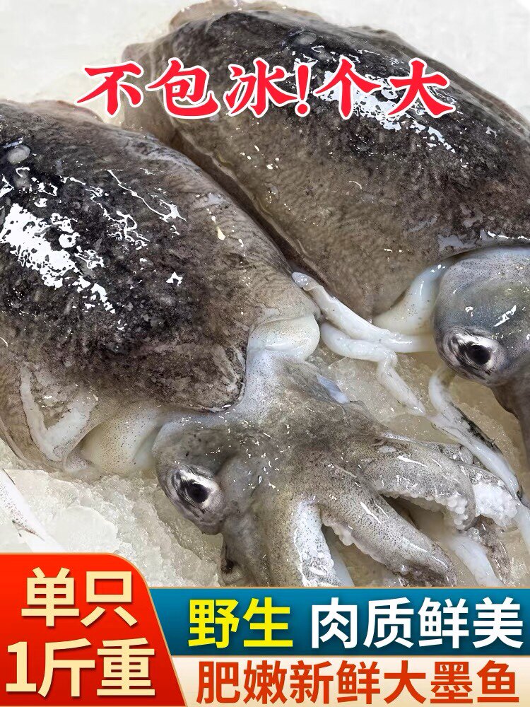真正大墨鱼新鲜墨鱼仔超大号冷冻生海鲜鲜活水产乌贼目鱼