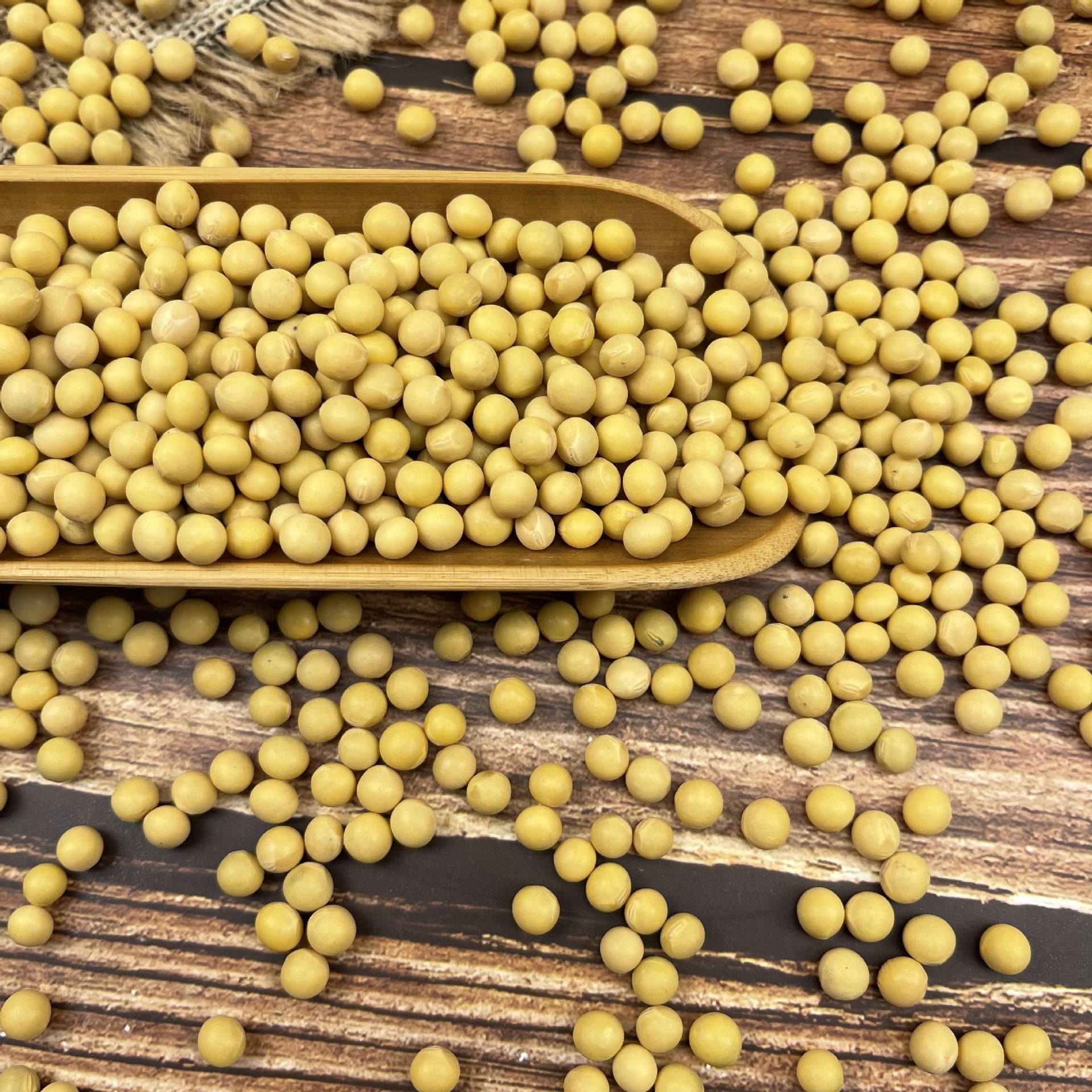 红丰16东升一号豆芽青豆苗黄豆