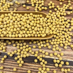 包邮 东升一号生豆芽青豆苗黄豆中粒豆100斤不 中粒黄豆芽豆红丰16