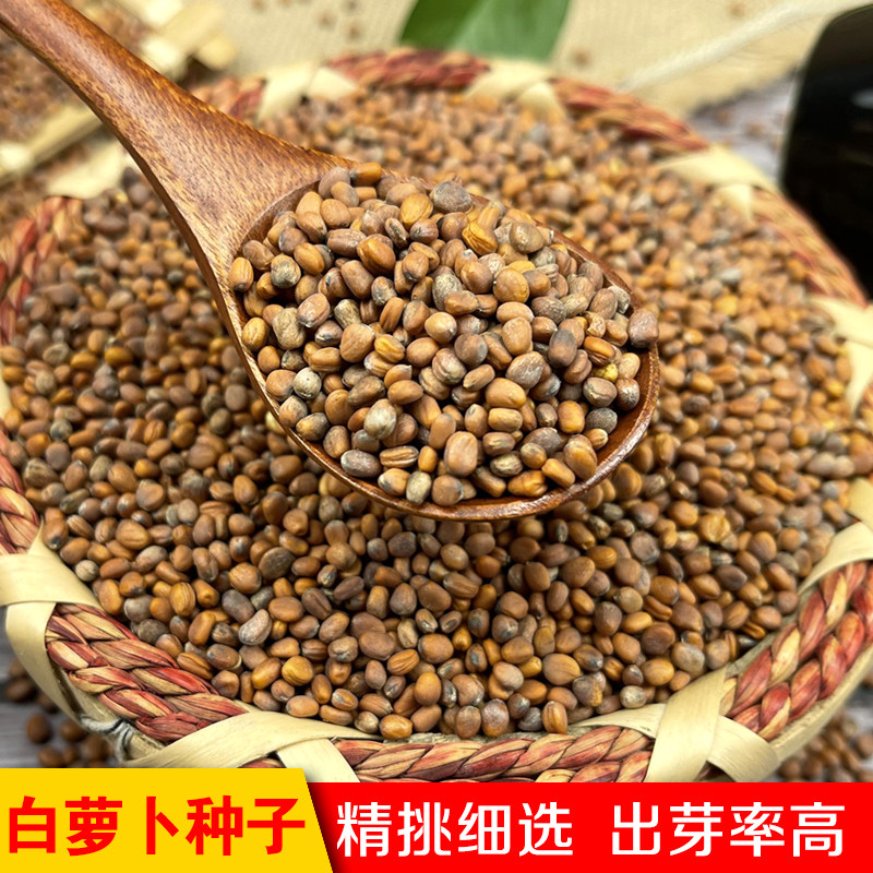 水培白萝卜芽苗菜种子阳台