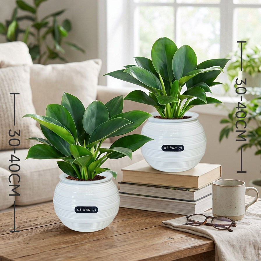 【基地直供】30CM-40CM金钻绿公主绿植盆栽室内客厅桌面装饰植物,鲜花速递/花卉仿真/绿植园艺,绿植,淘宝优惠券,粉丝福利购,淘宝优惠卷