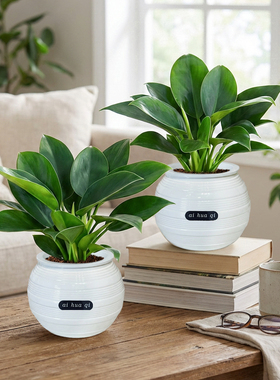 【基地直供】30CM-40CM金钻绿公主绿植盆栽室内客厅桌面装饰植物