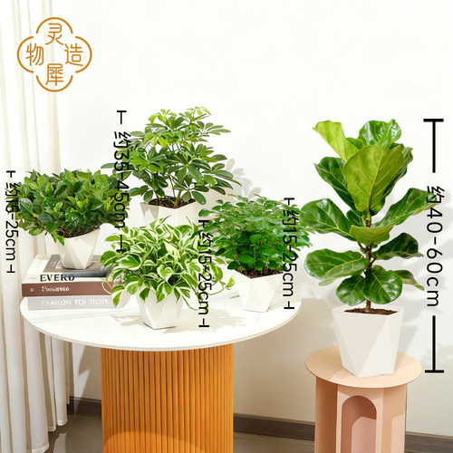 琴叶榕鸭脚木白金葛九里香栀子花