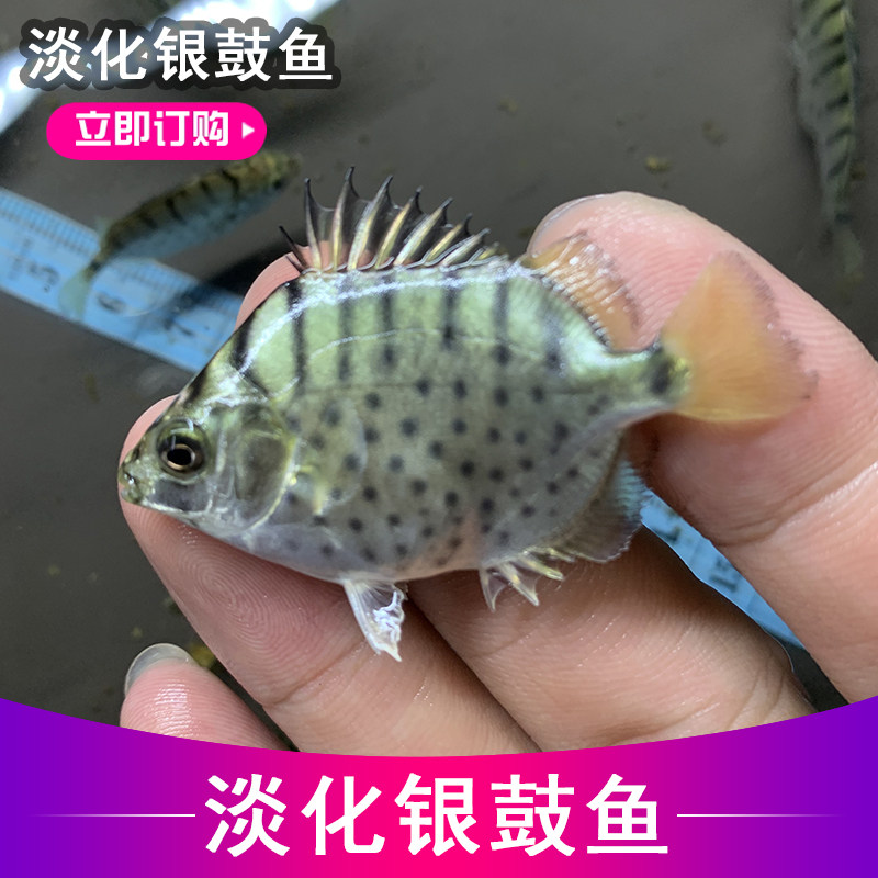 淡化银鼓鱼观赏鱼金鼓鱼除丝藻淡水鱼可和小型鱼混养群游性好互动