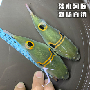 弓斑小河豚观赏鱼淡水潜水艇会生气 鱼皇冠斑马狗头巧克力娃娃鱼