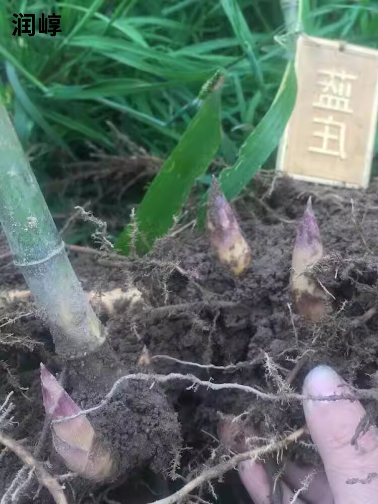 雷竹苗种雷公竹早园竹水竹花竹黄杆竹毛竹楠竹子根鞭芽食用笋竹苗