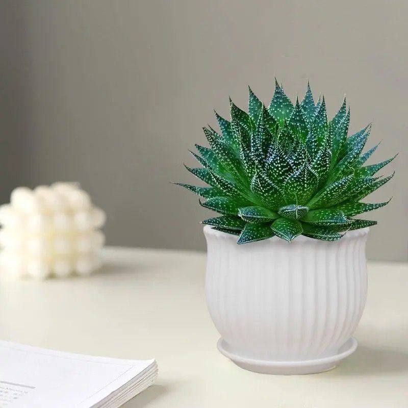 冰花芦荟盆栽室内绿植花卉好养易活四季波露多肉大棵净化空气