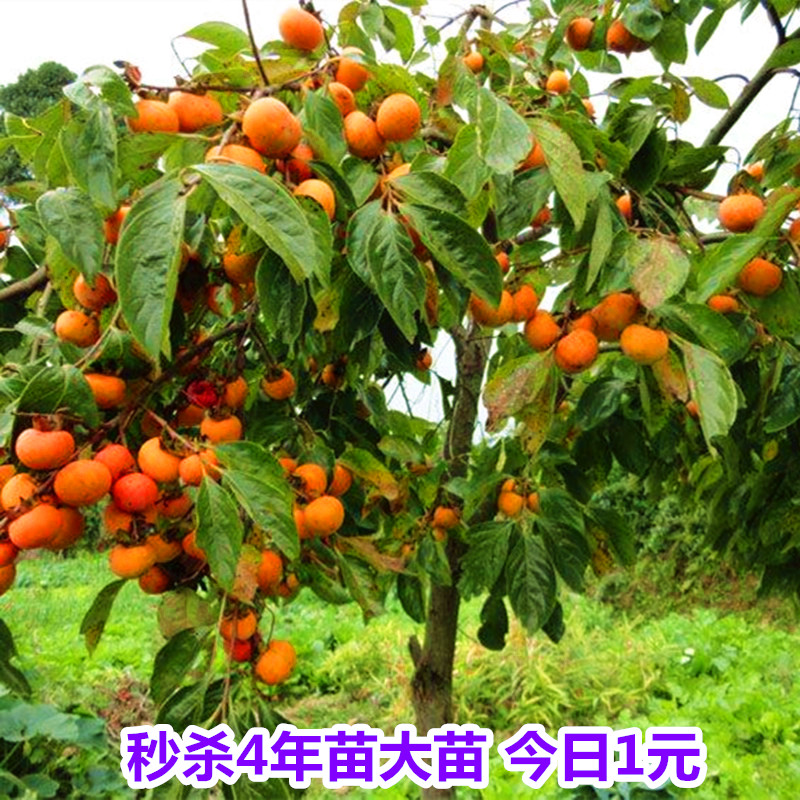 嫁接柿子树苗无核盆地栽南北方种植巧克力苹果脆甜柿子苗当年结果