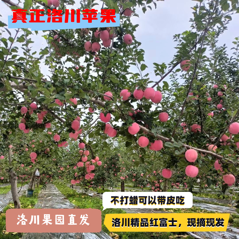 洛川苹果产地直销红富士现摘