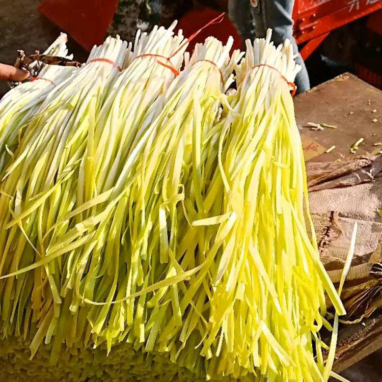 高产金杆黄韭韭菜种籽黄籽韭黄种子四季农家庭院阳台盆栽蔬菜种子