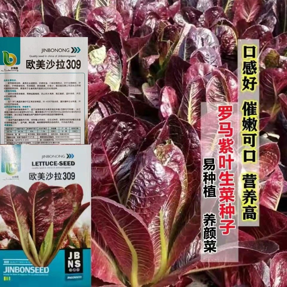 紫罗马生菜种子 生菜种子大全 紫色直立生菜籽 紫叶生菜蔬菜种子