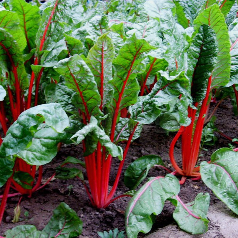 红根达菜种子牛皮菜厚合菜籽特色叶菜莙荙菜蔬菜种子阳台盆栽包邮