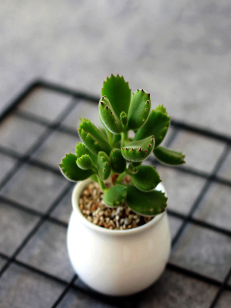 包邮多肉植物熊童子套装含白瓷花盆种植土办公室桌面多肉盆栽 淘返还 久久网手机版 包邮多肉植物熊童子套装含白瓷花盆种植土办公室桌面多肉盆栽 淘返还 久久网手机版