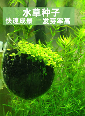 鱼缸水草植物真草生态造景草种子