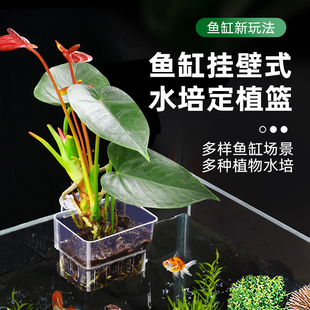 鱼缸水培植物固定架挂壁植物支架定植篮水草神器水中器皿篮边挂篮