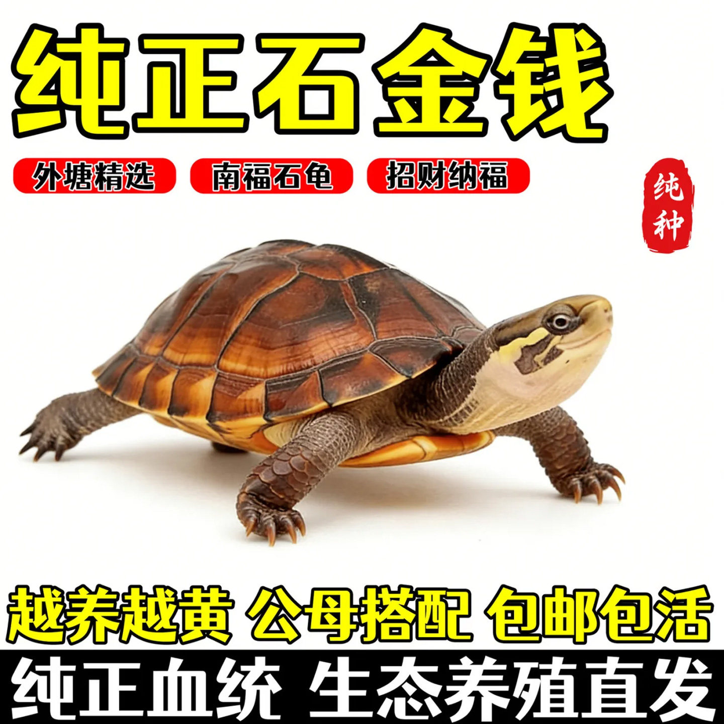 小宠物乌龟石金钱龟外塘龟南石龟活物批发黄喉拟水石龟家养小乌龟