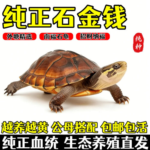 小宠物乌龟石金钱龟外塘龟南石龟活物批发黄喉拟水石龟家养小乌龟