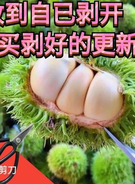 新鲜栗子刺球2026新鲜白壳板栗