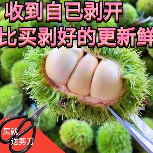 新鲜栗子刺球2026新鲜白壳板栗
