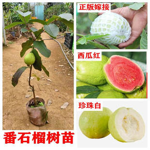 番石榴苗胭脂红四季 珍珠白心红心无籽红宝石芭乐嫁接树苗当年结果