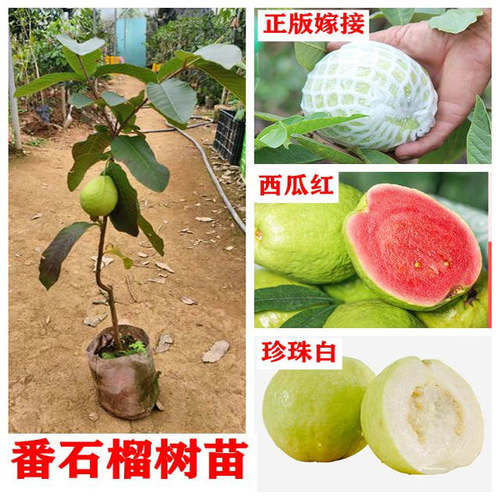 番石榴苗四季珍珠白红心胭脂红