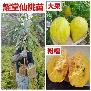 仙桃苗嫁接台湾木瓜耀堂仙桃特大果鸡蛋果蛋黄果树苗南方庭院盆栽