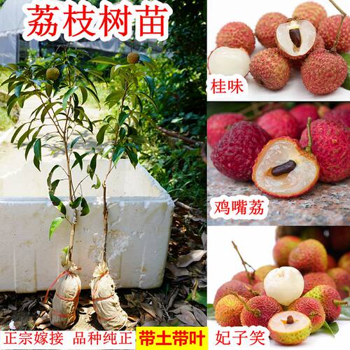 荔枝苗海南妃子笑桂味无核鸡嘴荔仙进奉枝嫁接荔枝果树苗南方种植 - 封面
