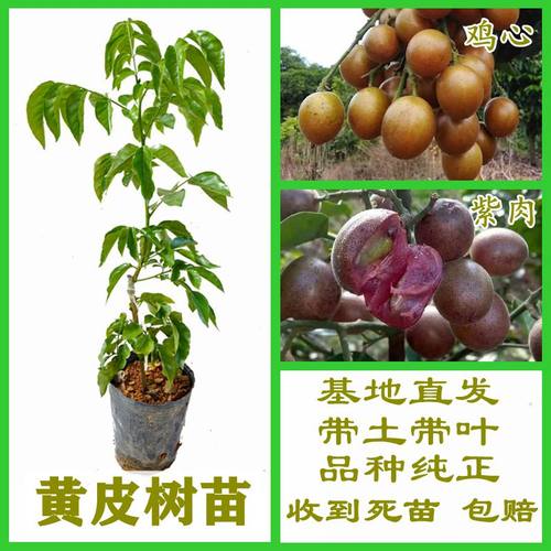 正品鸡心无核黑金贵妃紫肉黄皮