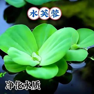 【下单立减50】水芙蓉水草无需CO2阴性水草抑制藻类古法养鱼HX