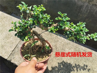 新品室y内悬崖式盆景植物悬崖小叶福建茶盆景树桩雀梅