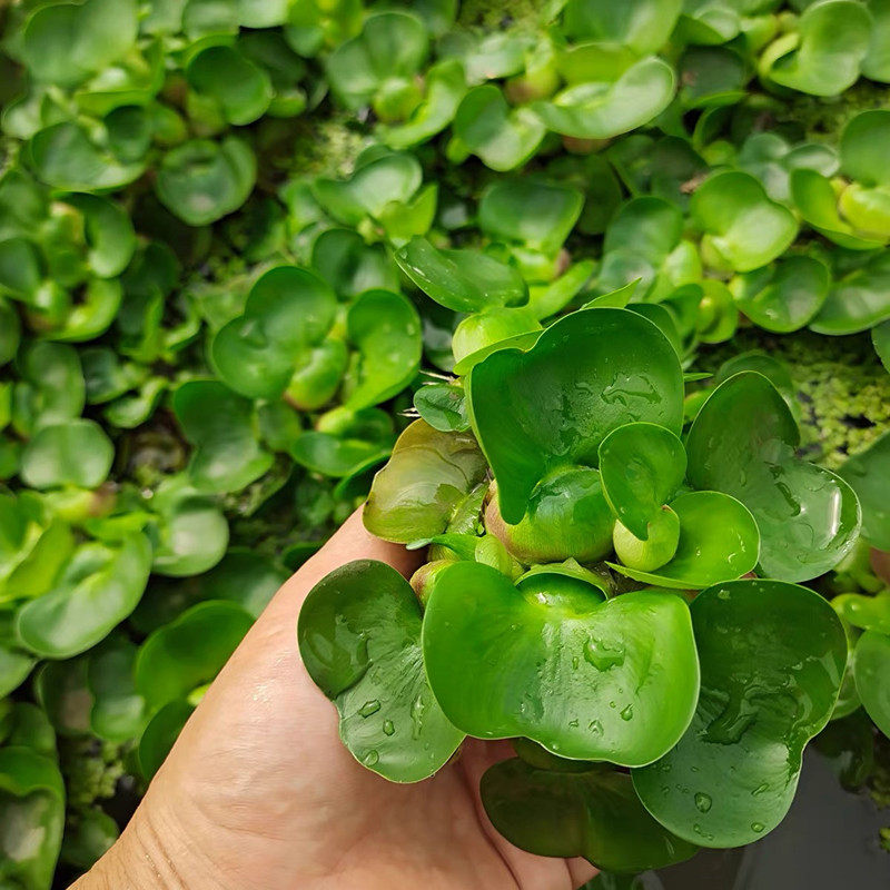 水葫芦水芙蓉浮萍一叶莲净化水质