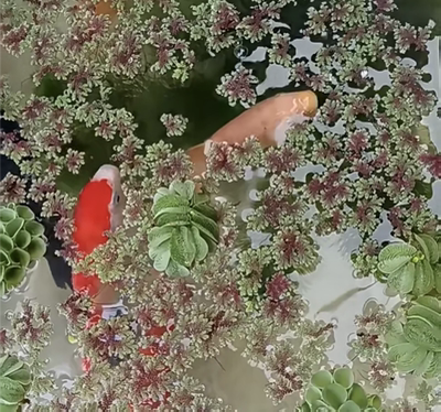 满江红珊瑚萍水生花卉芙蓉葫芦养鱼龟微造景观水培批发浮萍净化水