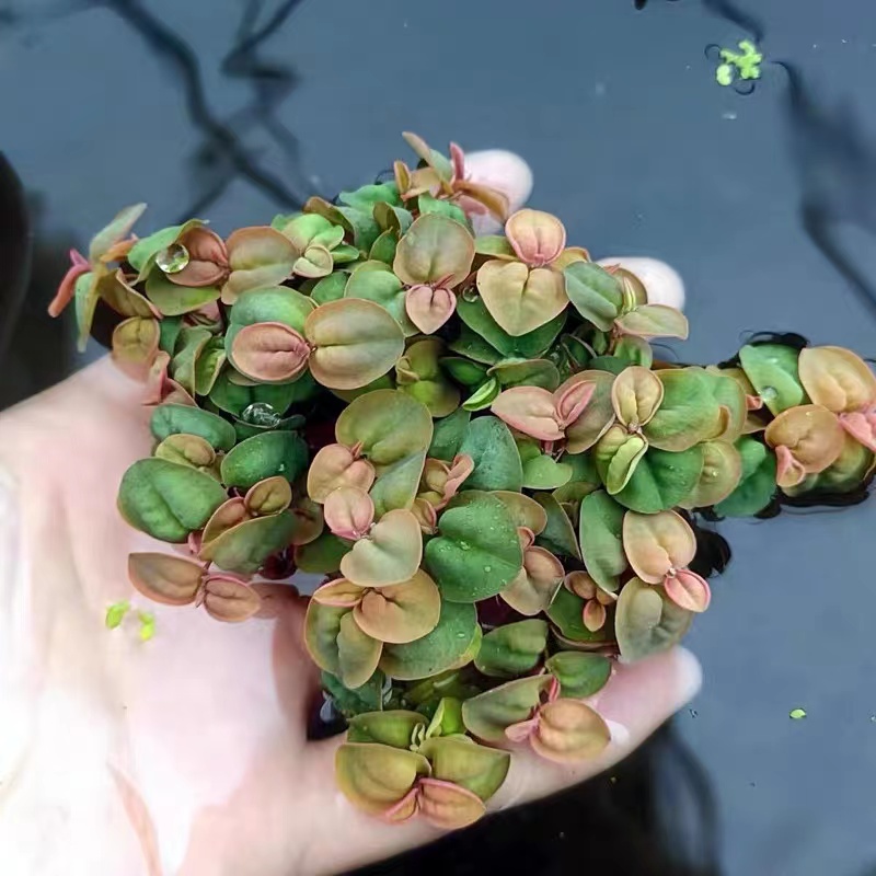 非常容易裸根不带土水培植物造景