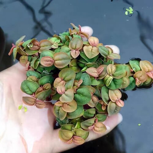 非常容易裸根不带土水培植物造景