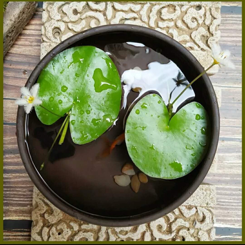 一叶莲迷你花卉水培植物四季绿植图片