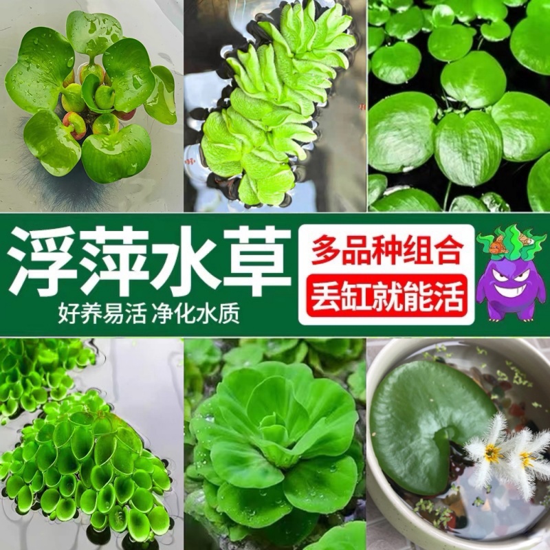 养鱼养龟鱼缸小浮萍水草