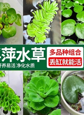 养鱼养龟鱼缸小浮萍水草水葫芦水芙蓉圆心肚兜槐叶水培水生植物