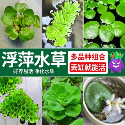 养鱼养龟鱼缸小浮萍水草